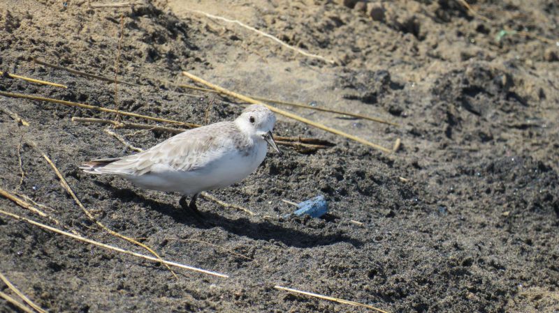 Bécasseau sanderling sur les bords de la Moulouya